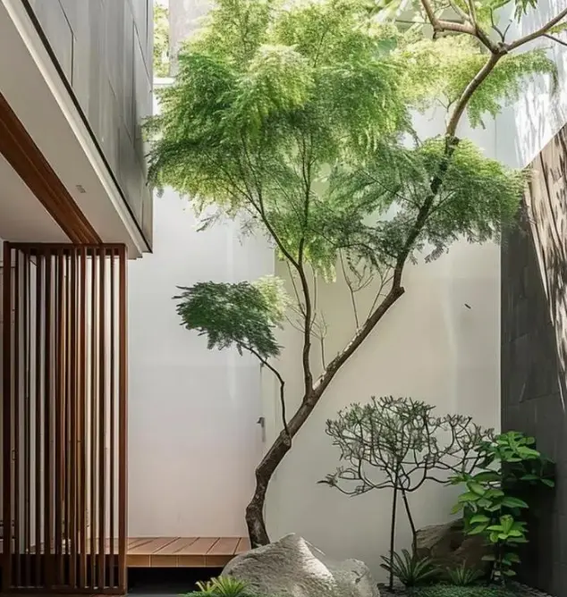 黄花梨种子怎么育苗(如何成功育苗黄花梨种子)