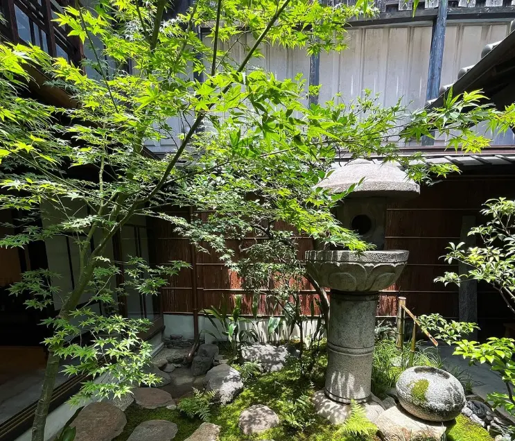 金叶佛甲草和佛甲草的区别(金叶佛甲草与普通佛甲草的差别)