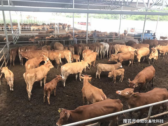 极目新闻:管家婆一码一肖资料大全-肉牛要怎么样才能养出高品质牛肉？懂得发酵中药做保健是关键