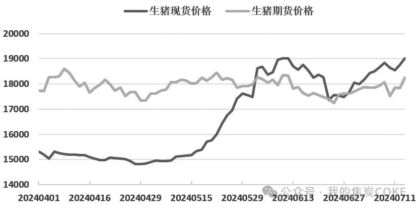 生猪：现货价格坚挺 近月合约偏强  第3张