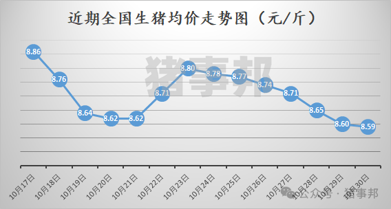 10月30日猪价汇总（北方稍强，南方稍弱！）  第3张