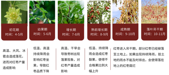 红枣：新季枣质量两级分化 好枣收购价上涨